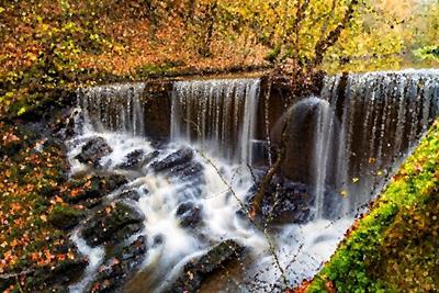 Autumn Forest and Stream
