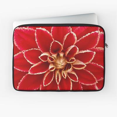 Big Red Dahlia