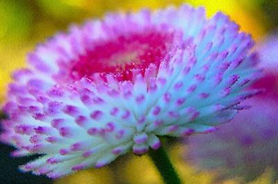 Blue and Purple Flower
