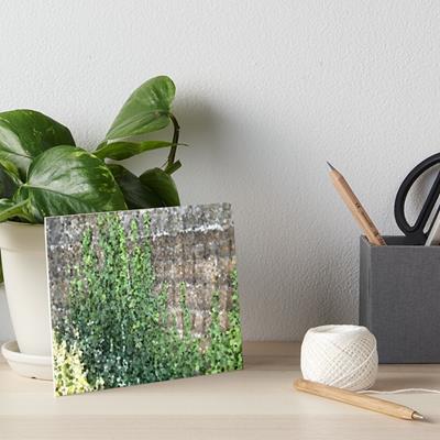 Climbing Plant on Stone Wall