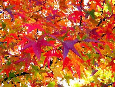 Colorful Fall Leaves
