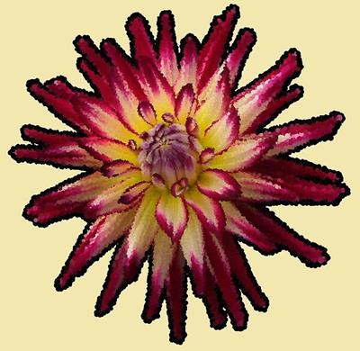 Crimson and Yellow Flower