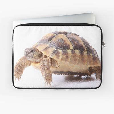Cute Tortoise Walking