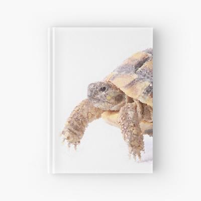 Cute Tortoise Walking