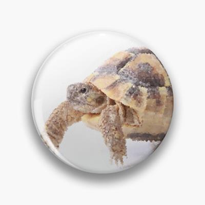 Cute Tortoise Walking