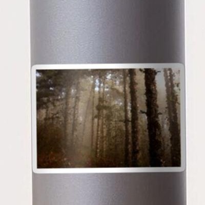 Foggy Evergreen Forest