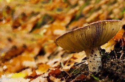 Frilled Mushroom
