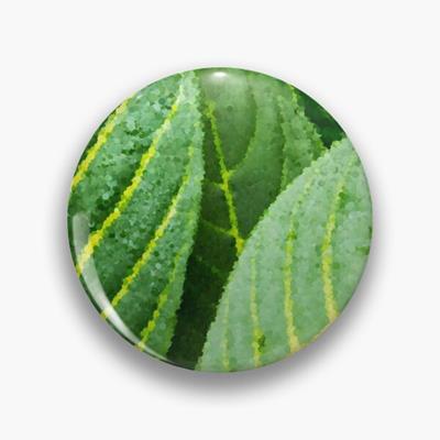 Green and Yellow Leaf Closeup