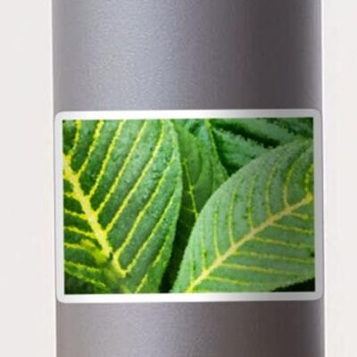 Green and Yellow Leaf Closeup