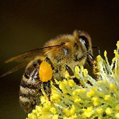Happy Honey Bee