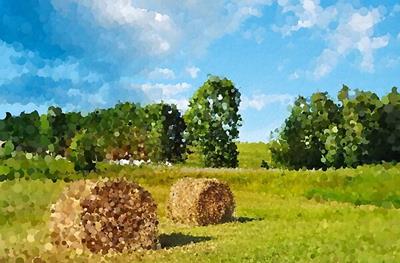 Hay Bales in Grassy Field