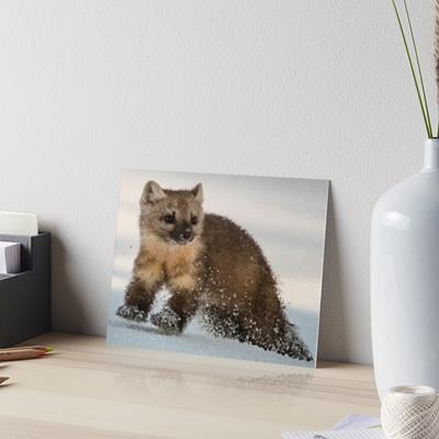 Marten Romping in the Snow