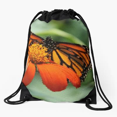 Monarch Butterfly and Flower