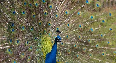 Peacock Plumiage