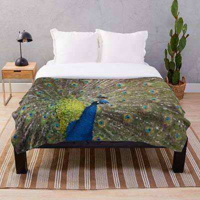 Peacock Plumiage