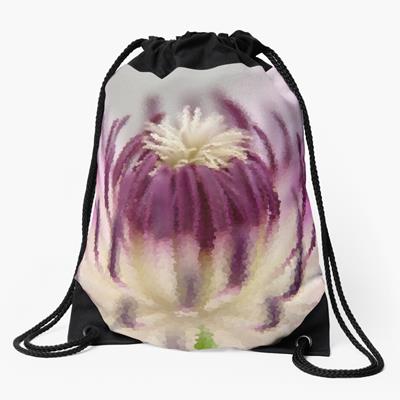 Purple and White Clematis