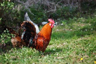 Red Rooster