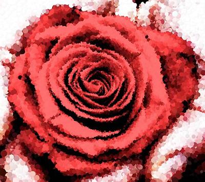 Red Rose in Hand