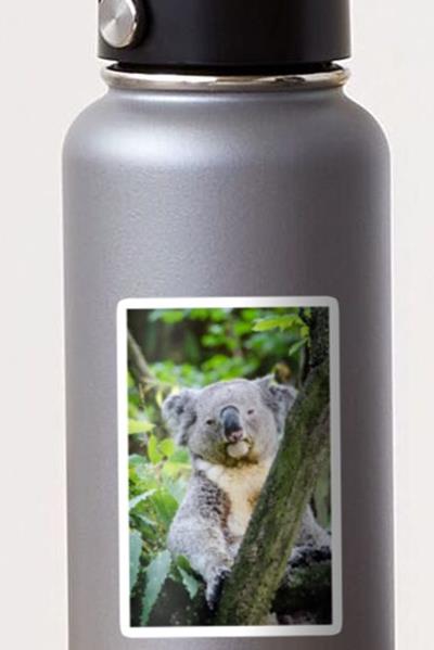 Sleepy Koala
