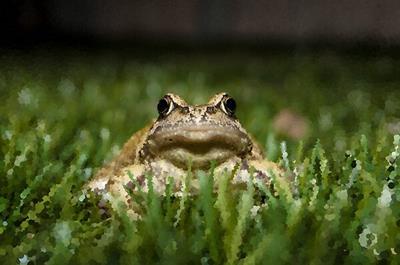 Slightly Judgmental Toad