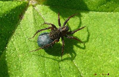 Spider Chilling on Leaves
