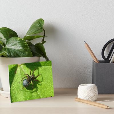 Spider Chilling on Leaves