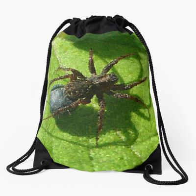 Spider Chilling on Leaves