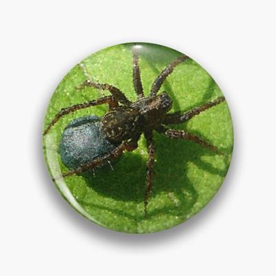 Spider Chilling on Leaves