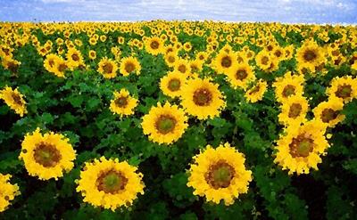 Sunflower Field