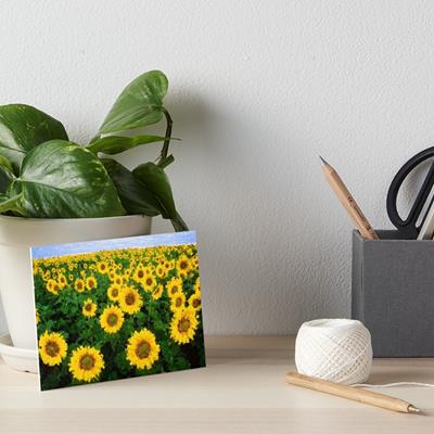 Sunflower Field