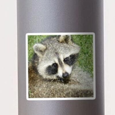 The Cutest Raccoon