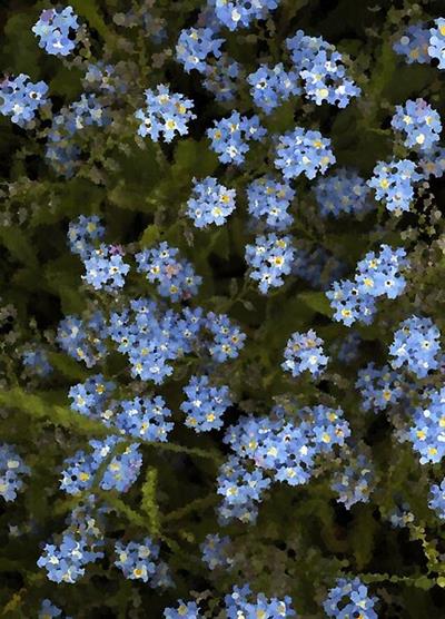 Tiny Blue Wildflowers