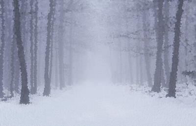 Walk Through Snowy Forest
