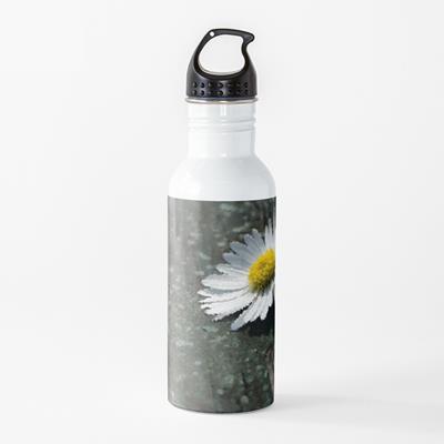 White Daisy on Wood Deck